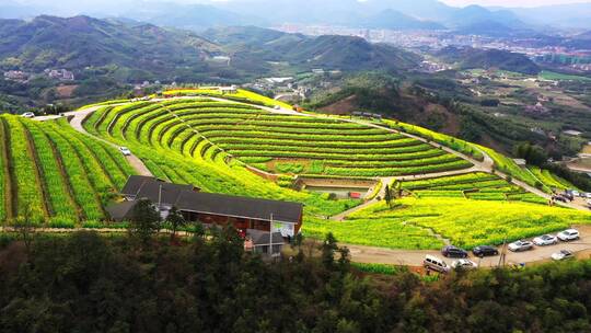 油菜花梯田露天环形剧场航拍