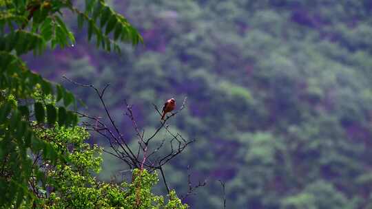 夏季雨中山林树枝上的小鸟