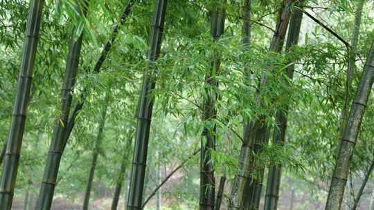 下雨天茂密的竹林枝叶繁茂生机勃勃的景象