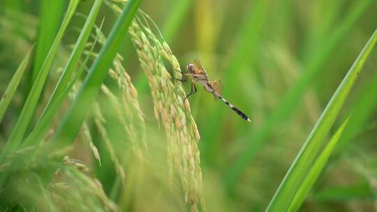 水稻稻穗上的蜻蜓视频素材模板下载