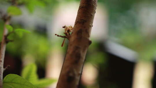 树叶上的雨