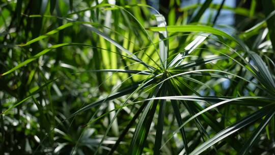 滴水观音水生植物植被