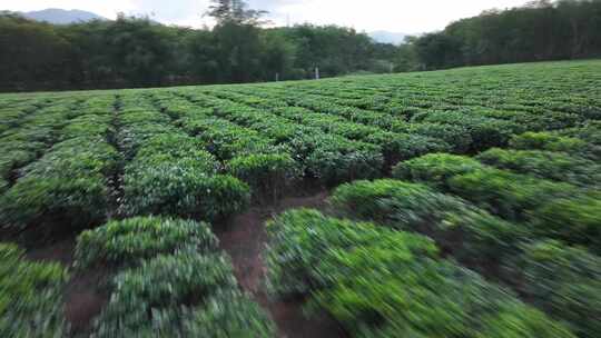 飞速惊过茶场上空视频素材模板下载