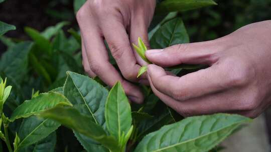 茶叶 茶 品茶 采茶制茶 茶山 摘茶