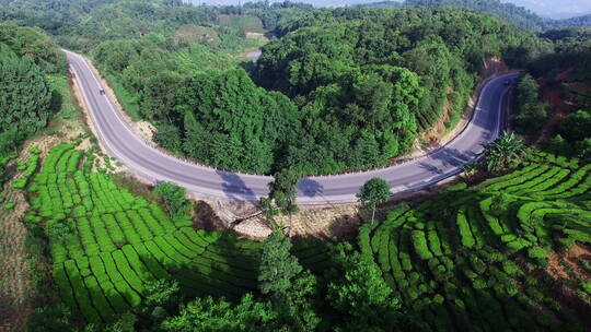 森林中公路边的绿色茶地