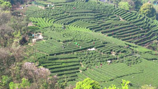 杭州翁家山春天茶园茶农采茶风景