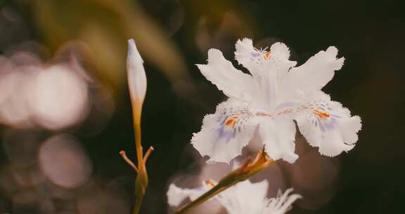 白色的蝴蝶花特写