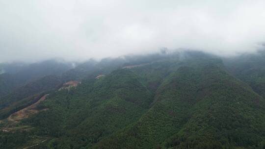 重庆山火后，北碚缙云山迎来降雨，云雾缭绕