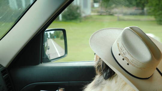 戴帽子的小狗在车上看向窗外