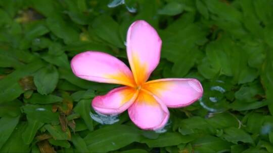 美丽的SPA热带雨花在巴厘岛的水中漂浮