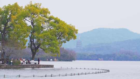 杭州西湖孤山路风景