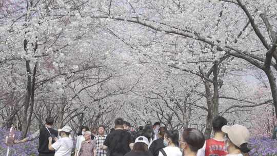 武汉东湖樱花盛开树下人潮涌动的春日景象