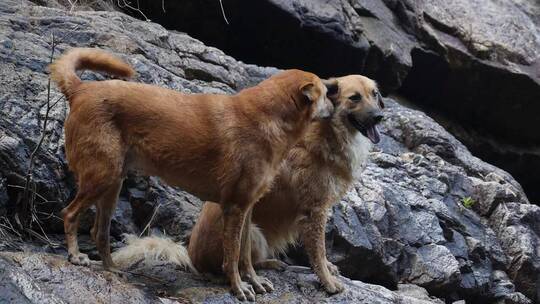 狗狗的各种形态