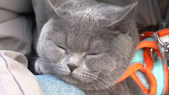 4K阳光下主人怀抱中的萌宠猫咪睡觉视频素材模板下载