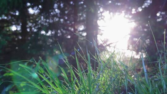 阳光照耀着青草