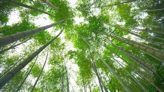 美丽的生态竹海竹林竹子参天竹林