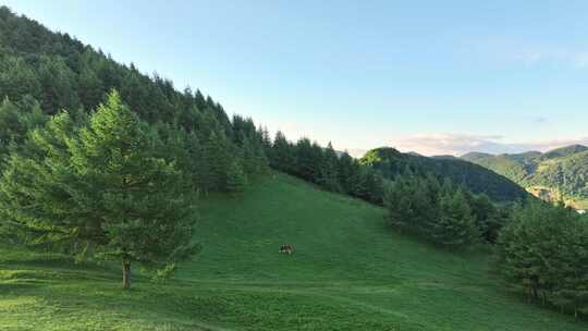 航拍高山草原森林日出阳光