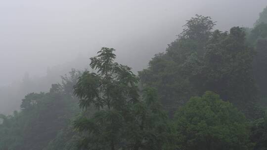 山林山雾鸟鸣寂静