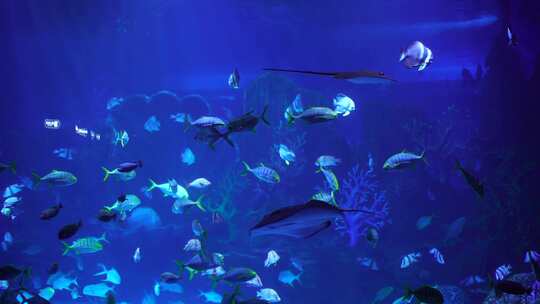 海底世界海洋鱼群生物特写