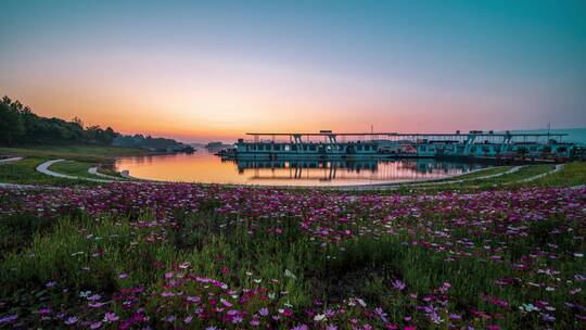 格桑花海湖边日出延时