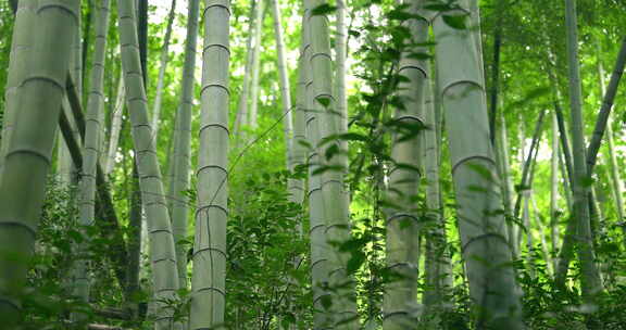 大自然  春天  夏天 植物 绿色