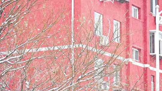 下雪中的树枝与红房子背景