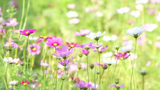 格桑花实拍