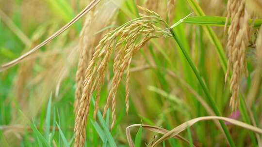 水稻丰收稻田大米稻穗