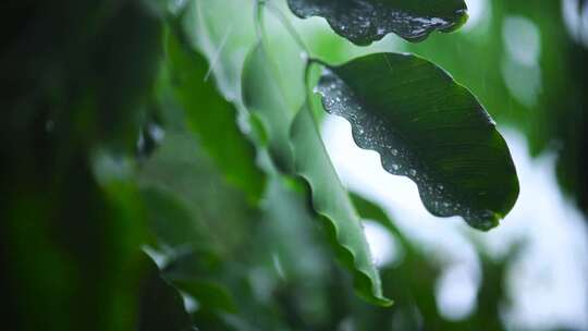 带水珠绿叶特写镜头展现雨中自然之美