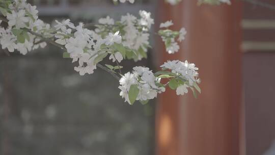 故宫花开 梨花