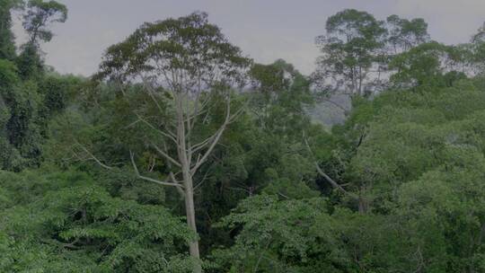 护林 低碳反面素材 大树倒下 保护森林