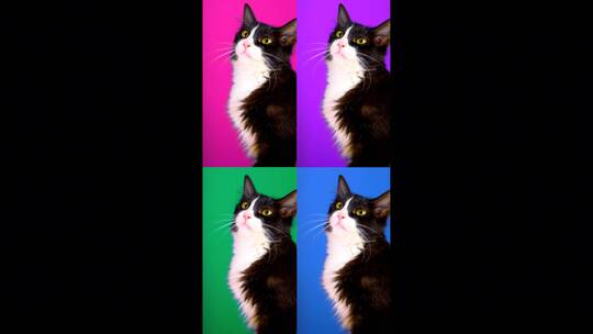 一只猫的视频用不同的颜色背景播放了四次