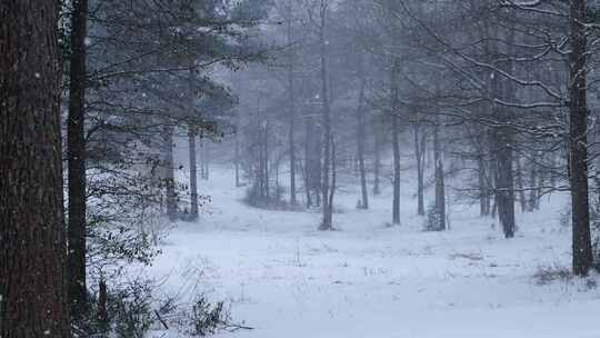 森林里下着鹅毛大雪