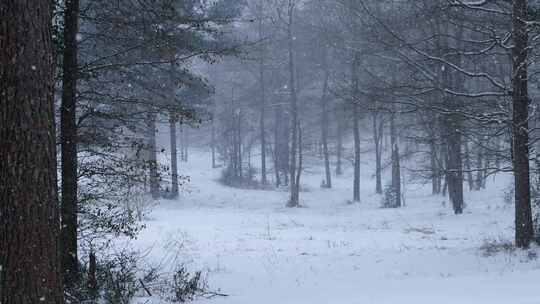 森林里下着鹅毛大雪视频素材模板下载