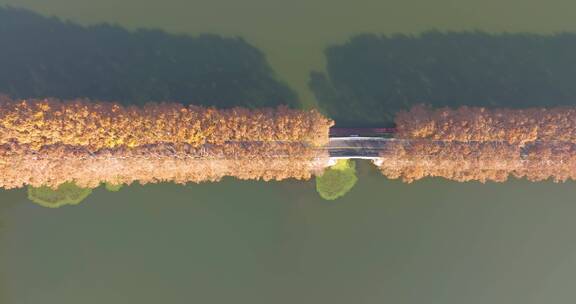 湖北武汉东湖风景区秋季风光