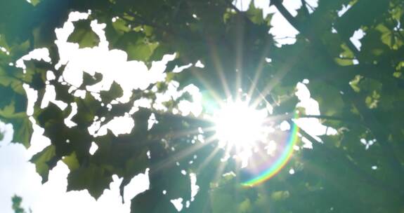 夏天阳光透过树叶缝隙逆光视频素材模板下载