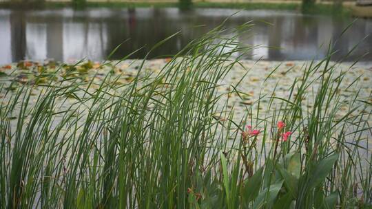 湖边水草风吹芦苇大河江河江边湖泊湖畔岸边