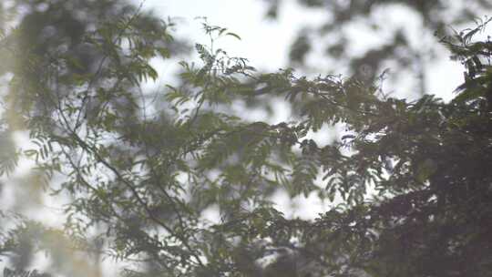 树叶叶子逆光光影变化