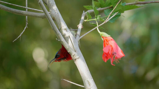 树上吸食花蜜的红色小鸟