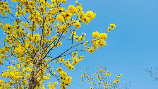 黄花风铃木