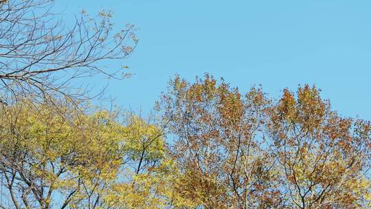 秋天风景秋色森林树木黄叶视频素材模板下载