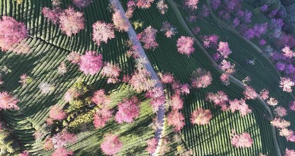 俯拍大理无量山樱花谷