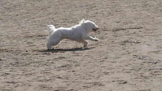 小狗在沙滩上奔跑