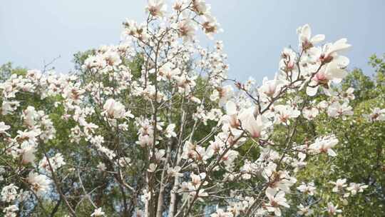 玉兰花花朵春天春暖花开空镜视频素材模板下载