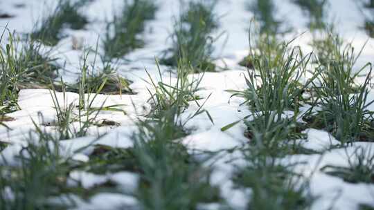 冬天小麦植物与雪覆盖农民的田地的电影镜头