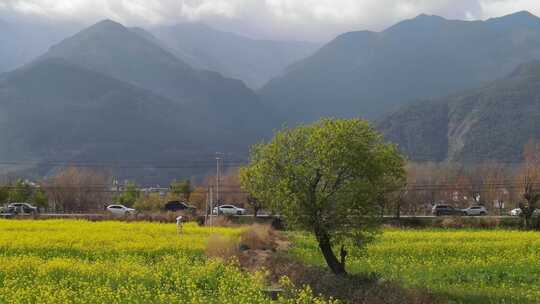 航拍大理苍山脚下大片油菜花田