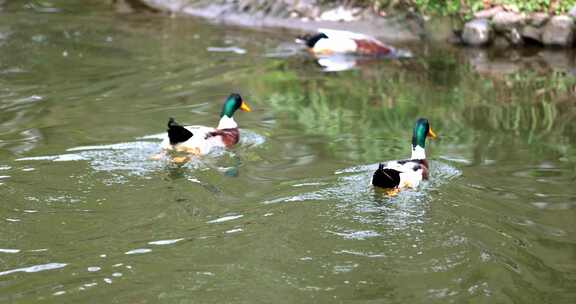 （慢镜）春天池塘里的鸭子绿头鸭