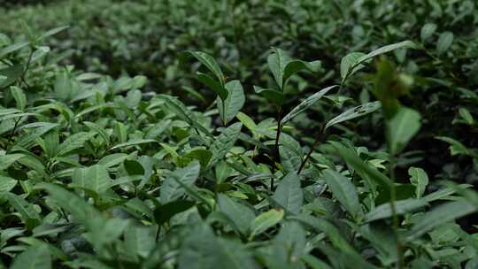 茶山茶艺喝茶茶园茶芽春茶绿茶红茶