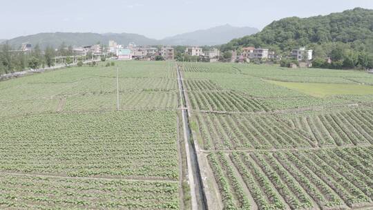 烤烟 烟田  春天 大片上升俯瞰运镜D-LOG