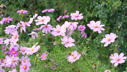 【精品】格桑花鲜花花朵微距特写